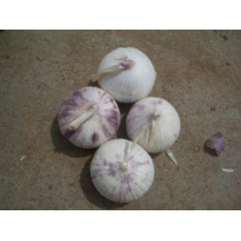 Fresh Solo Garlic (4.0-4.5cm)